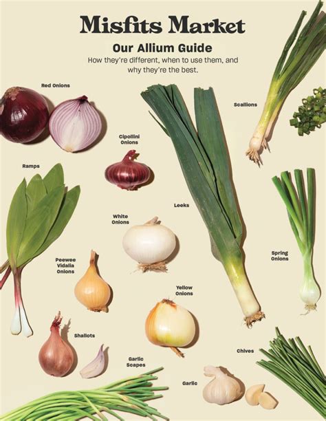Onions belong to the Allium family of vegetables and herbs. They are a popular food worldwide, and they have many health benefits. Find out all about onions …